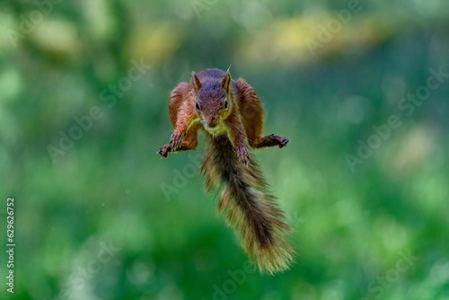 Selective focus shot of a squirrel jumping in the air