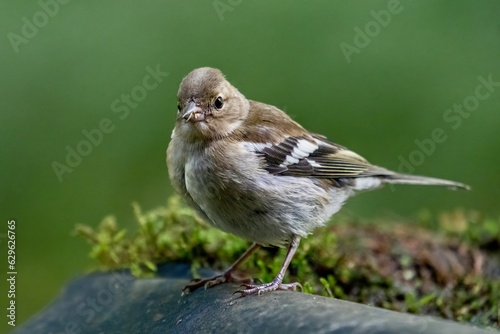 Closeup of a finch in the forest