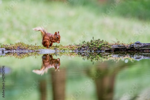 Selective focus shot of a squirrel with its reflection in the water