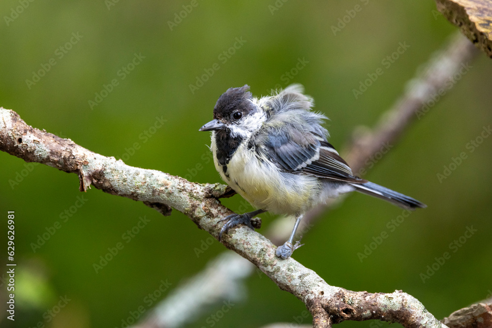 Fototapeta premium kranke Kohlmeise (Parus major)