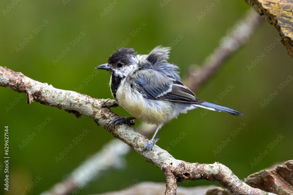 Fototapeta premium kranke Kohlmeise (Parus major)