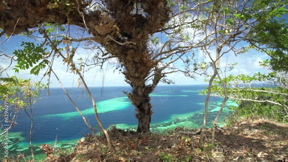 Old tree on a beautiful beachside hill. Sea water looks clear blue