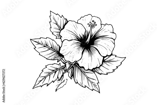 Hibiscus flowers in a vintage woodcut engraved etching style. Vector illustration.