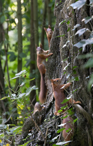 Squirrels in the Forest © Thomas