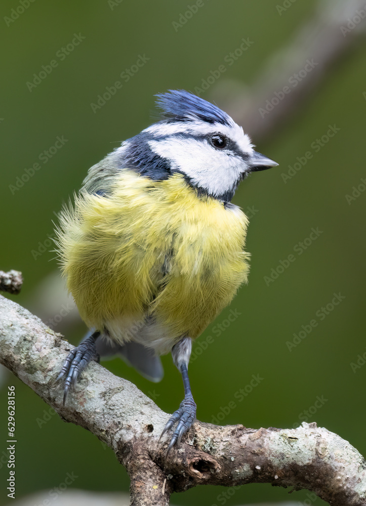 Obraz premium Blaumeise&nbsp;(Cyanistes caeruleu)
