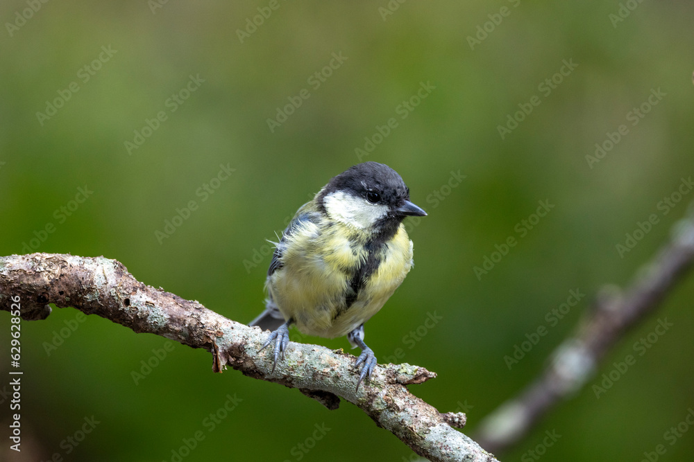Obraz premium Kohlmeise (Parus major)