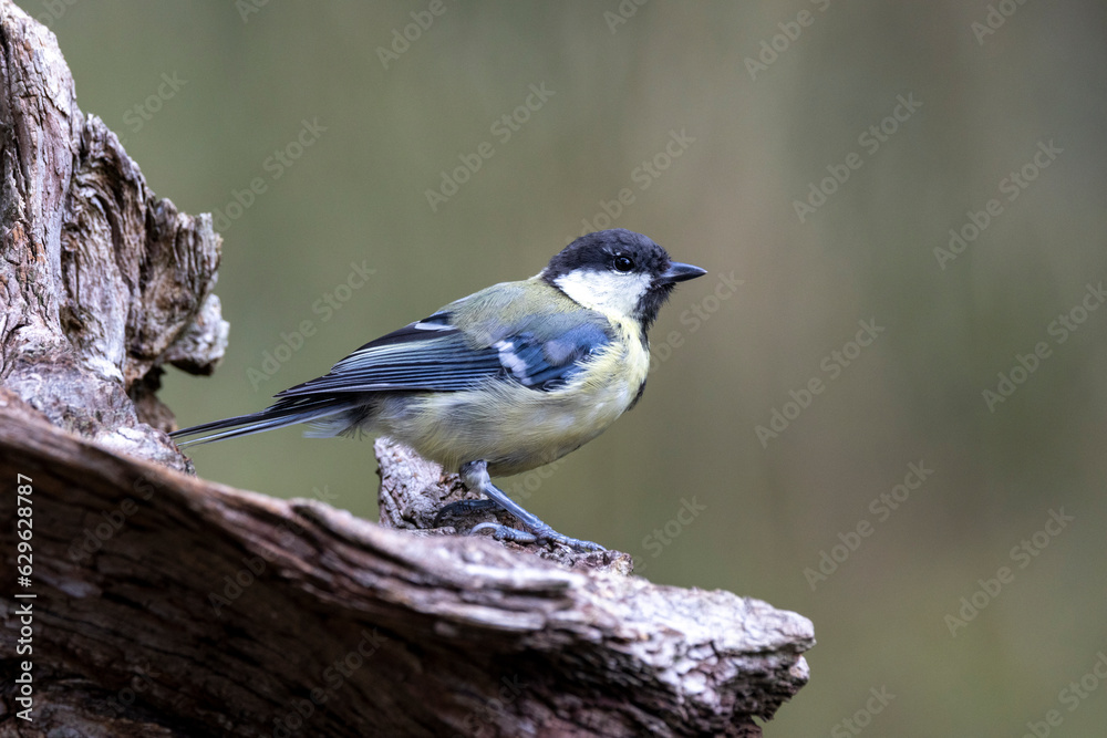 Kohlmeise (Parus major) Kohlmeise (Parus major)
