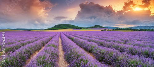 Panorama of lavender meadow at sunset.