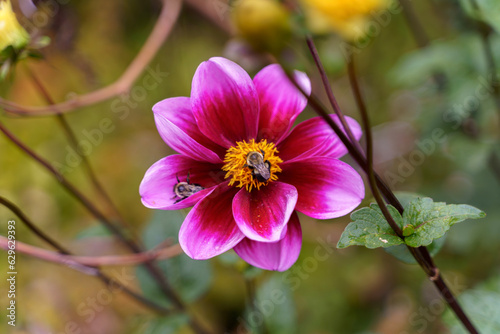 pink and yellow flower with bees