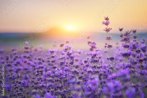 Photo Bush of lavender frower at sunset.