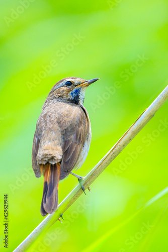 Closeup of a blue-throat bird Luscinia svecica cyanecula singing photo