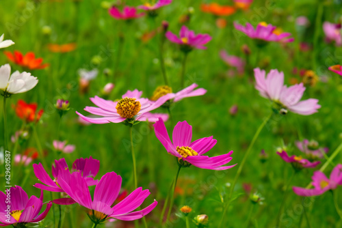 Vibrant cosmos flowers in full bloom  creating a stunning garden display.