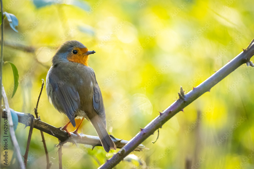 Obraz premium European robin bird Erithacus rubecula singing