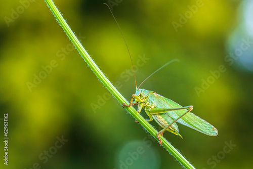 Great Green Bush-cricket male, Tettigonia viridissima © Sander Meertins