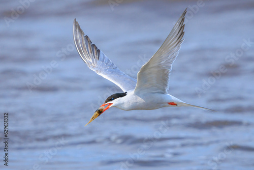 Common Tern  Sterna hirundo  hunting