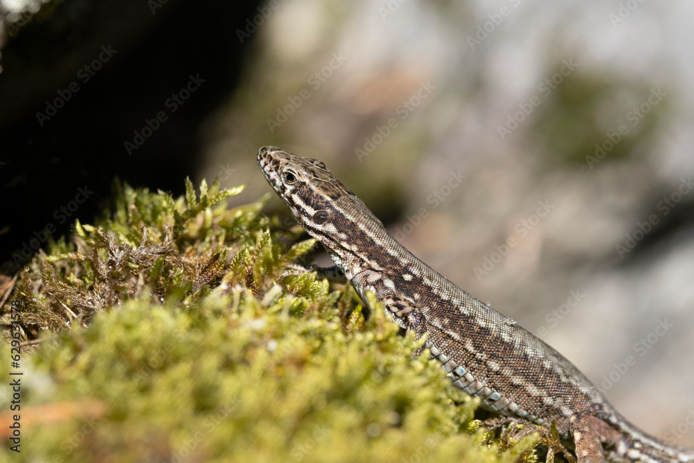 Mauereidechse (Podarcis muralis) Mauereidechse (Podarcis muralis)