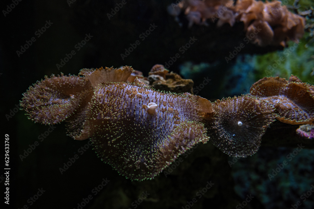 Fototapeta premium Sea anemone under the surface.
