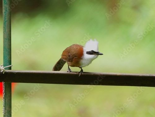 robin on a branch