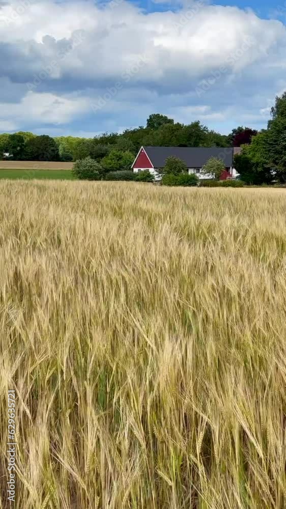 Field of swaying barley at farm near Onslunda, Skane, Sweden, Scandinavia, Europe Field of swaying barley at farm near Onslunda, Skane, Sweden, Scandinavia, Europe