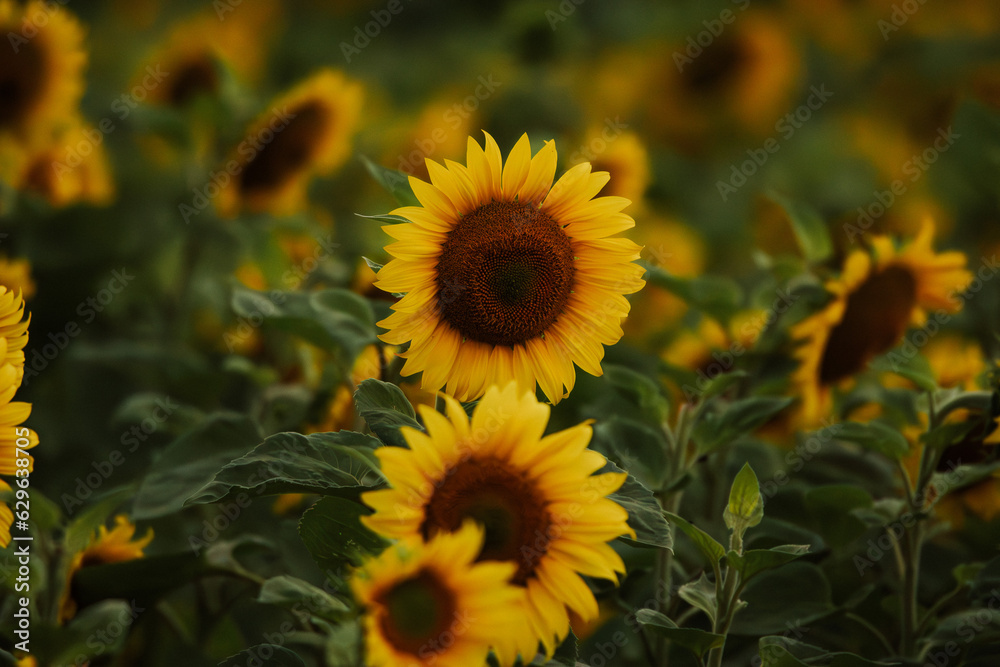 Obraz premium sunflower flowers in the sun 