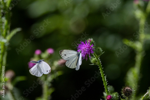 Grünader-Weißling (Pieris napi)