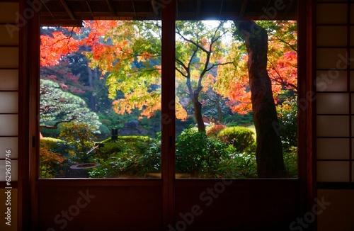 Scenery of brilliant maple foliage in the courtyard garden viewed thru the Shoji window of a traditional Japanese room on a beautiful sunny autumn day, in Tea House Kouka, Tokyo Teien Museum, Japan photo