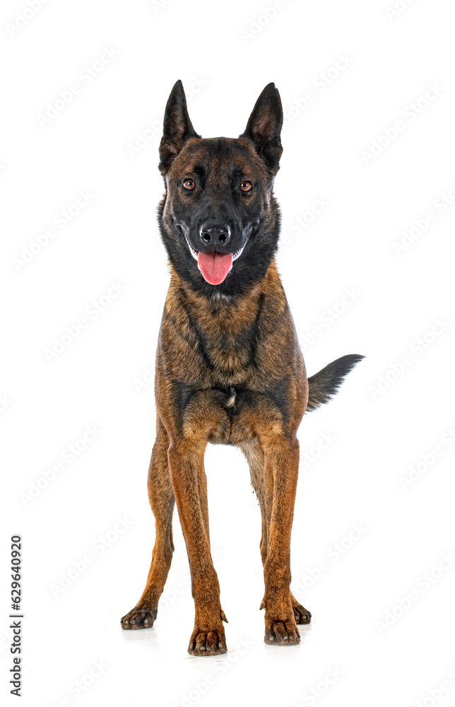 malinois in studio