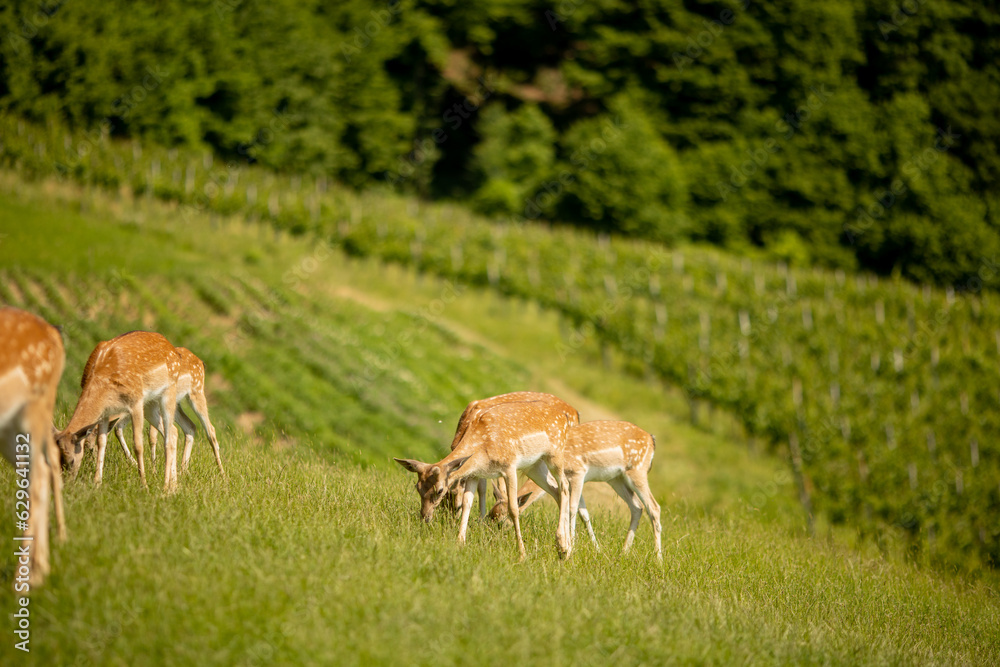 Reindeers on the foothills of Jelenov Greben in Slovenia Reindeers on the foothills of Jelenov Greben in Slovenia