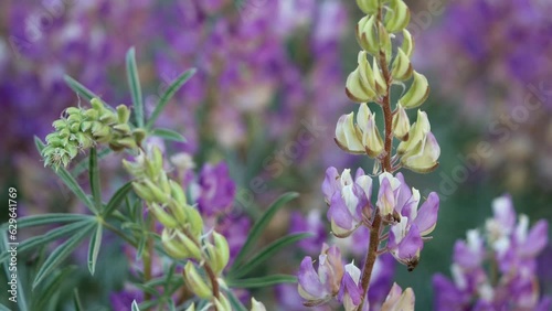 Sicklekeel Lupine, Lupinus Albicaulis, a native perennial monoclinous herb displaying terminal whorled raceme inflorescences during Summer in the San Emigdio Mountains. photo