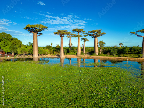 Wall Mural Baobabs forest, Baobab alley , Madagascar