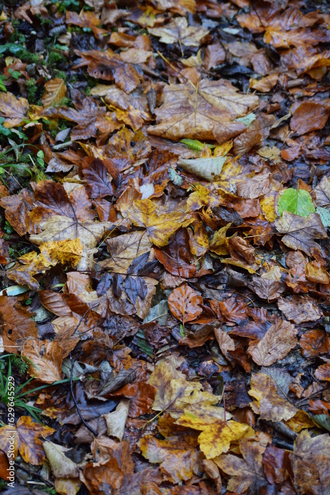 Laubweg im Herbstwald