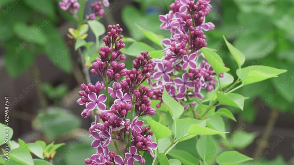Close detail of lilac beautiful flowers in the garden Close detail of lilac beautiful flowers in the garden