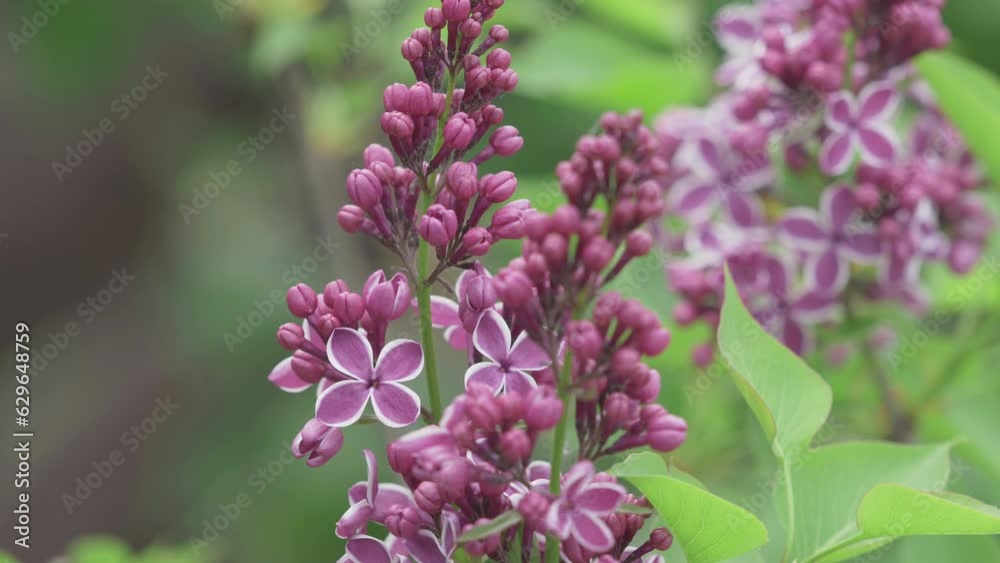 Lilac flowers (Syringa) Sensation variety close-up Lilac flowers (Syringa) Sensation variety close-up