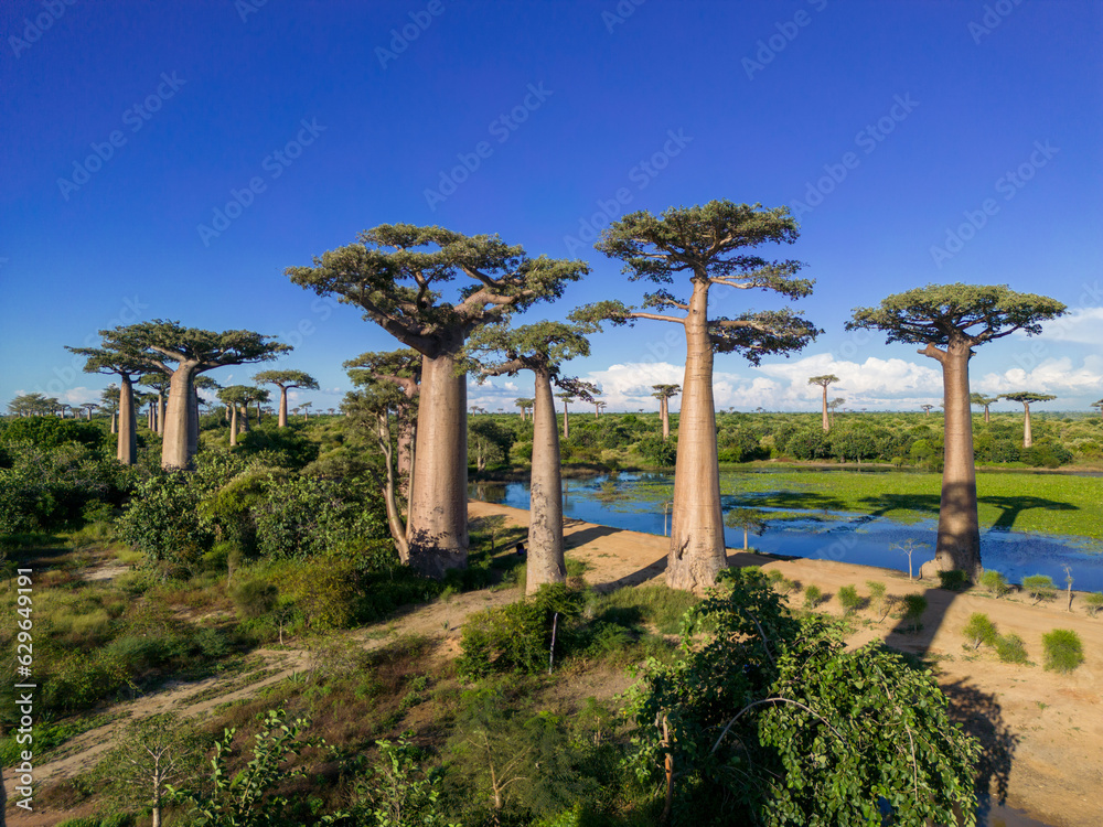 Baobabs forest, Baobab alley , Madagascar