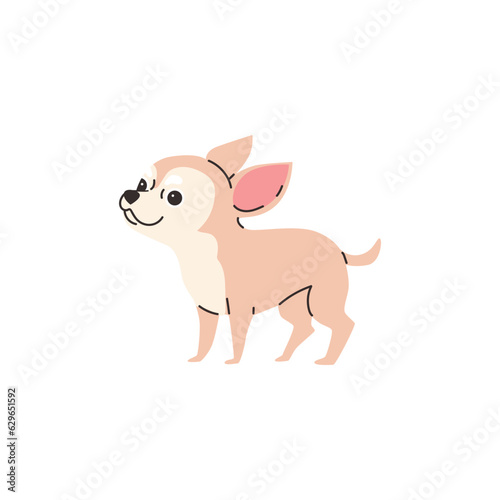 Cartoon Chihuahua purebred breed of furry dog, best pet, cute little light chihuahua dog vector illustration isolated