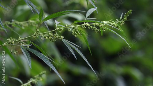 The flowering plant of cannabis on a blurred natural background. Selective focus.