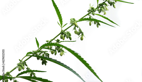 Flowering plant of marijuana isolated on a white background.