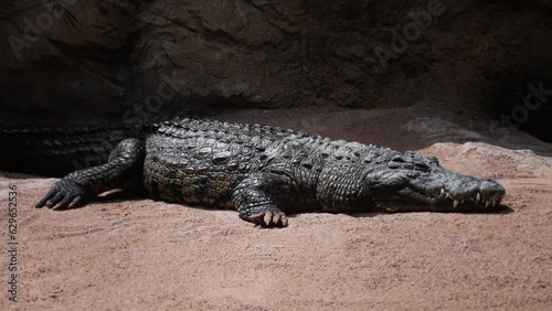 Crocodile lying in Zoo. Crocodile resting on the ground. Zoo animal
