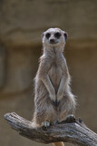 Slender-tailed meerkat keeping a lookout for danger.