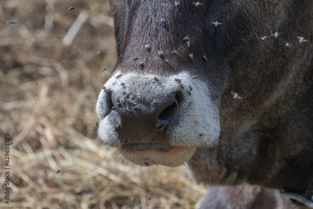 Fototapeta premium Schnauze einer Kuh mit Fliegen