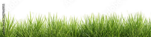 Green grass border isolated on transparent background. 3D render.