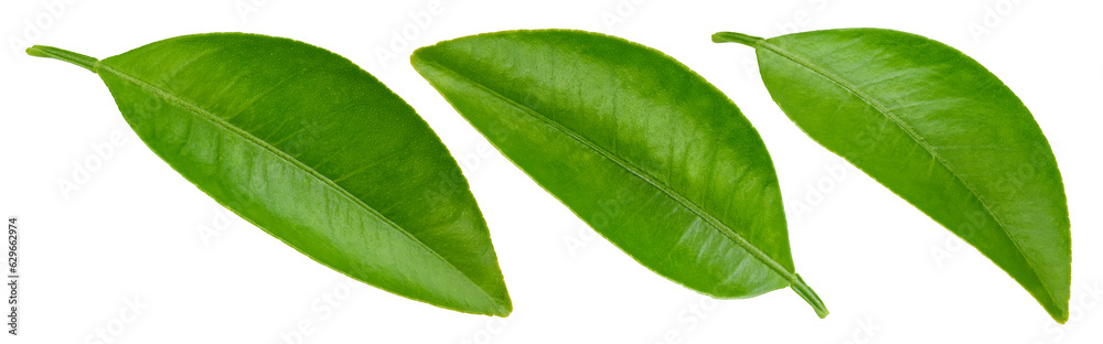 Fototapeta premium Citrus leaves Clipping Path