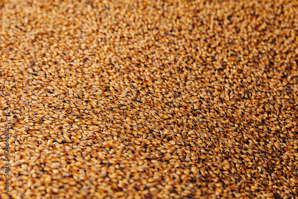 Ingredients for beer at factory. Background caramel wheat or barley in warehouse of brewery industry Ingredients for beer at factory. Background caramel wheat or barley in warehouse of brewery industry