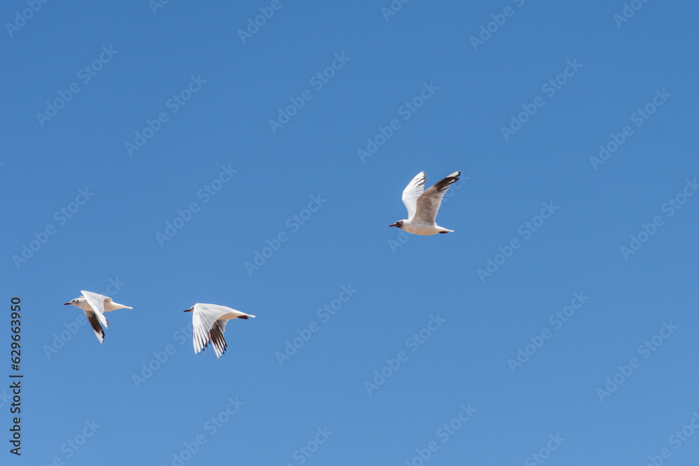 Flock of three seagulls in flight in a clear sky. Flock of three seagulls in flight in a clear sky.