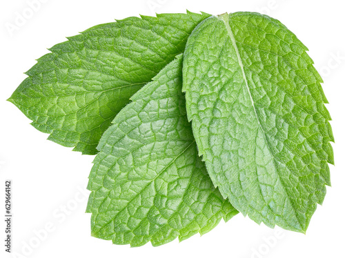 Mint leaves isolated on white
