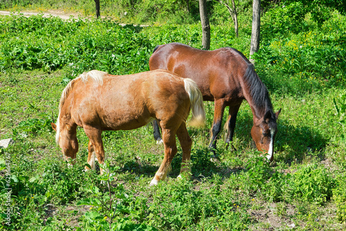 Two beautiful horses grazing on a green meadow, natural wildlife, animal concept.