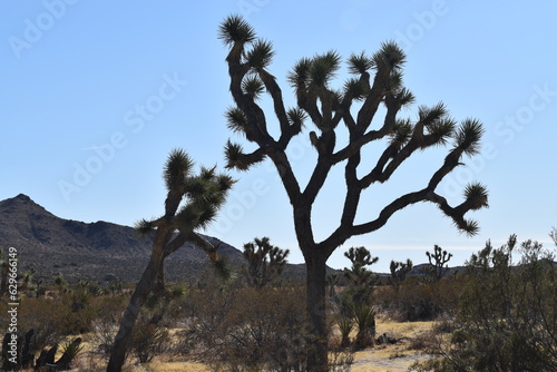 joshua tree national park