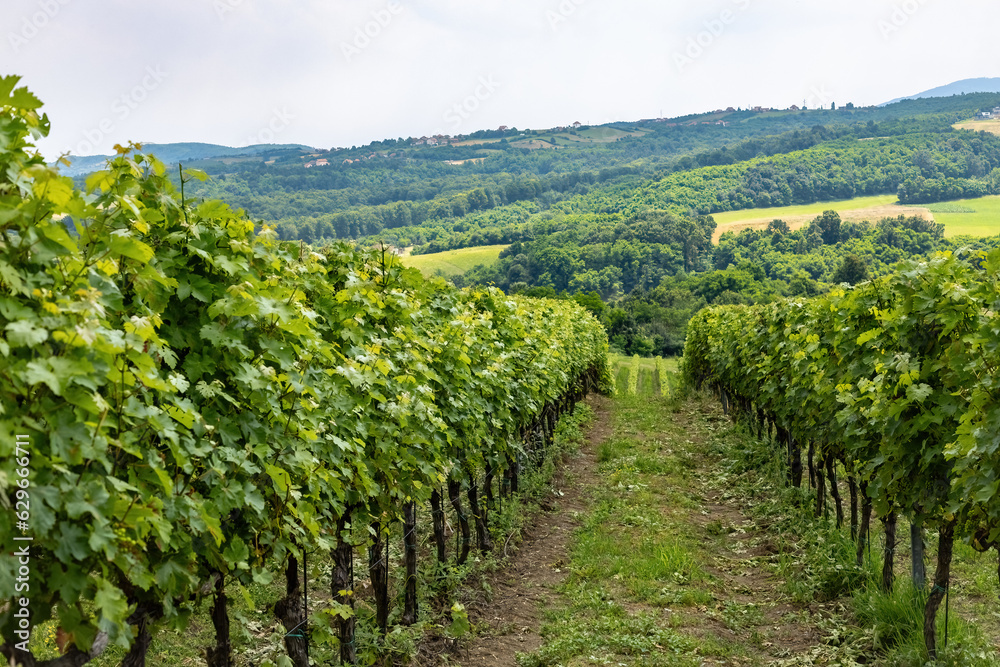 Beautiful view of vineyard. Fresh green rows of vine in the countryside