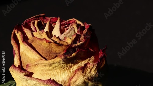 Closeup of withered rose petals.