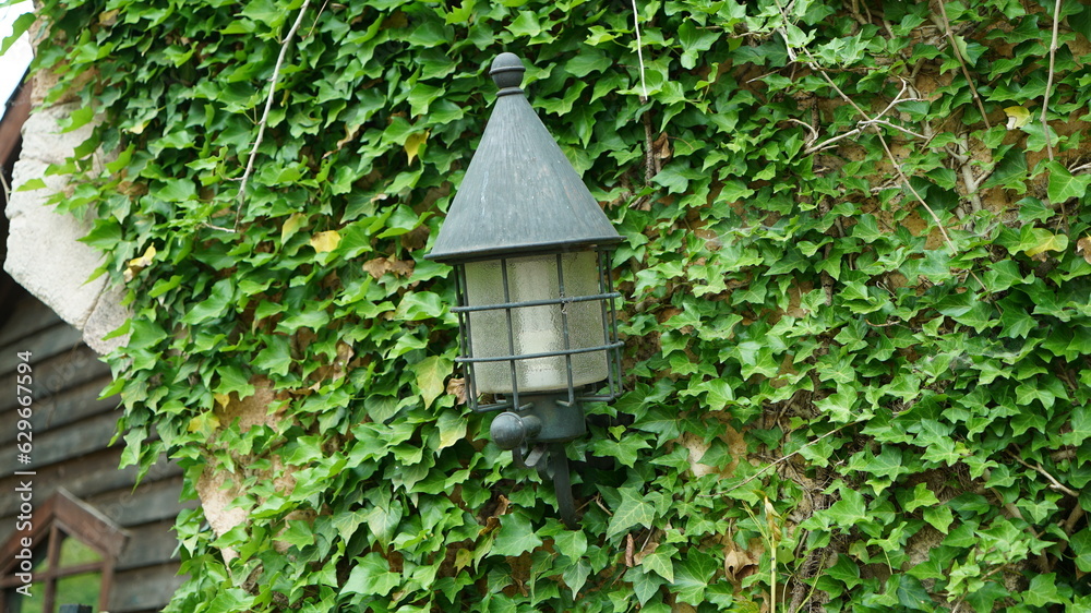 A lantern hanging on a wall decorated with vines A lantern hanging on a wall decorated with vines